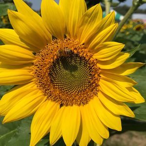 Meet your Posher, Renee